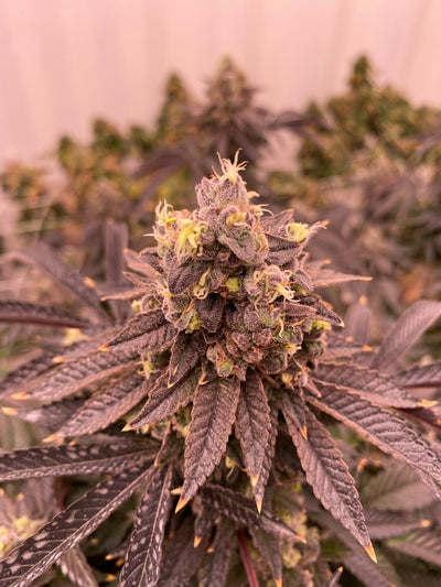 Tiki Skittles - Golden Shores Cannabis